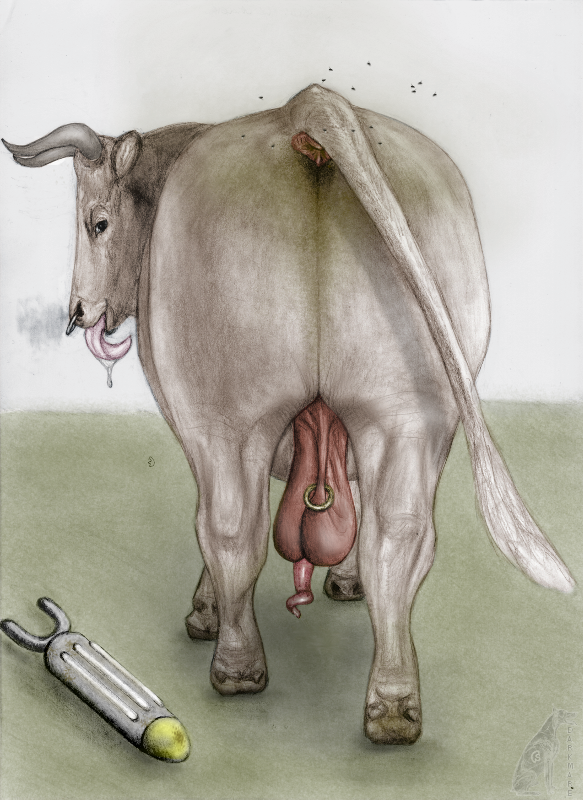 anus arthropod balls bovine butt darkmare electrostimulation feces feral fly genital_piercing insect looking_at_viewer male mammal penis piercing saggy_balls scrotum_piercing smelly