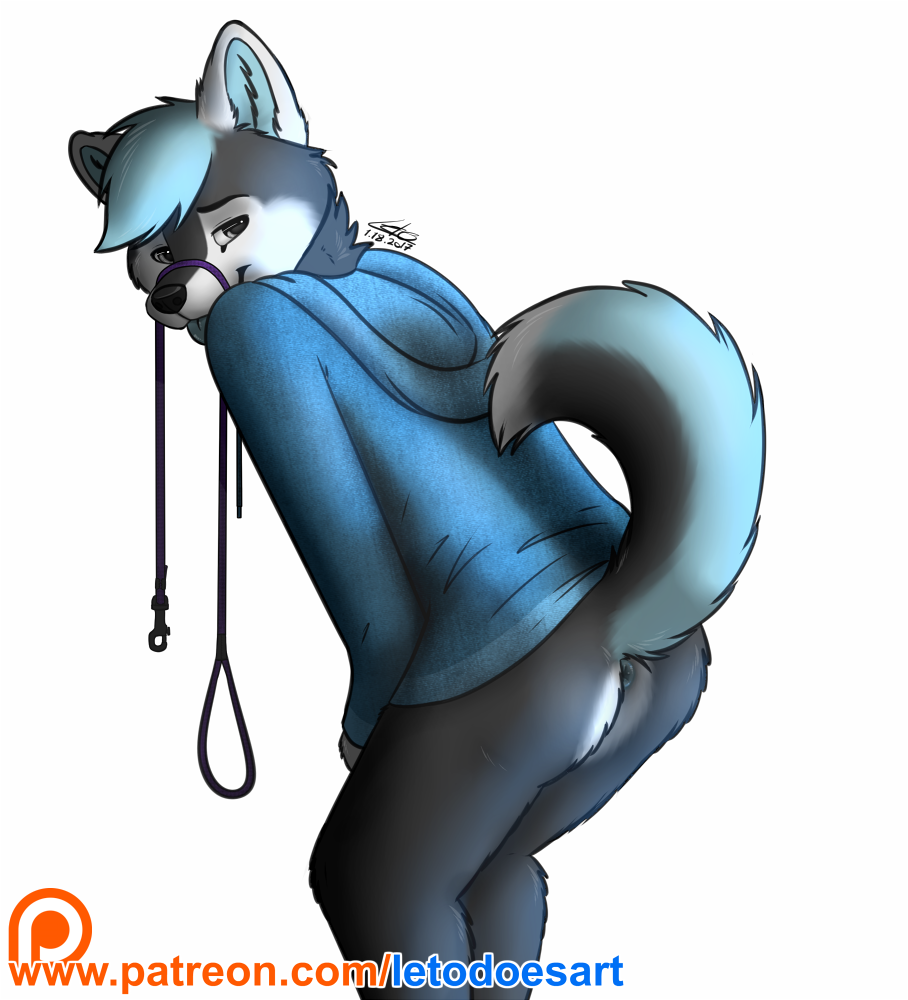 anthro anus blue_hair bottomless butt canine clothed clothing cute dog fur grey_fur hair hoodie husky lead leash letodoesart male mammal presenting presenting_anus presenting_hindquarters raised_tail tongue tongue_out white_fur
