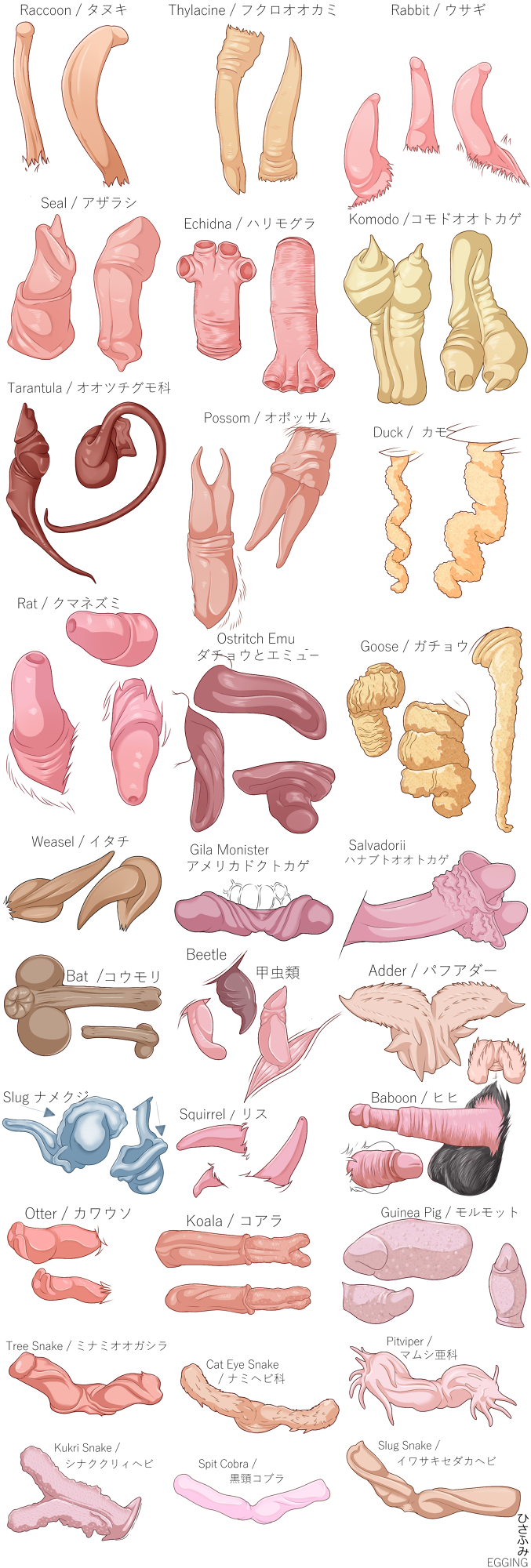 2018 adder anatomy animal_genitalia animal_penis arachnid arthropod avian baboon bat beetle bird digital_media_(artwork) disembodied_penis duck echidna egging_(artist) emu english_text erection gastropod goose guinea_pig hemipenes insect japanese_text koala komodo_dragon lagomorph lagomorph_penis lizard male mammal marine marsupial model_sheet monitor_lizard monkey monotreme multi_penis mustelid opossum ostrich otter penis pinniped primate procyonid rabbit raccoon raccoon_penis rat reptile rodent rodent_penis scalie seal simple_background slug snake solo spider squirrel tarantula text thylacine weasel white_background