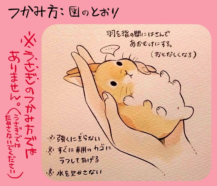 ... 2015 anus arthropod fusion insect japanese_text lagomorph mammal multi_leg multi_limb rabbit text translation_request 井口病院