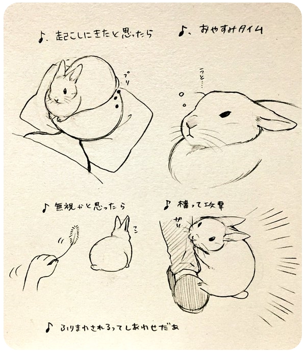 2016 feces japanese_text lagomorph mammal rabbit simple_background tagme text translation_request 井口病院