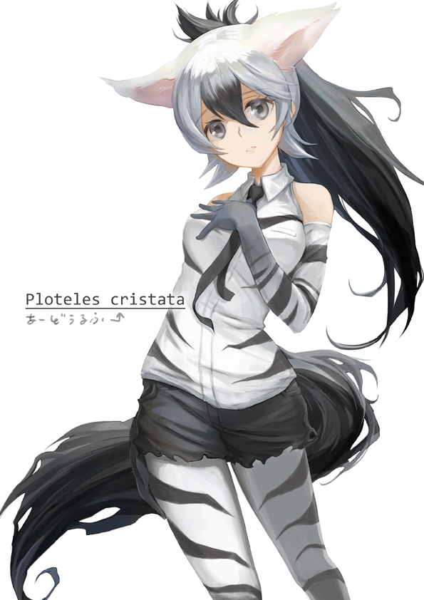 aardwolf_(kemono_friends) aardwolf_ears aardwolf_tail animal_ears arm_at_side bare_shoulders black_hair black_neckwear black_shorts breast_pocket character_name collared_shirt commentary_request cowboy_shot elbow_gloves eyebrows_visible_through_hair floating_hair gloves hair_between_eyes hand_on_own_chest hand_up head_tilt kemono_friends latin long_hair looking_at_viewer multicolored_hair necktie pantyhose pantyhose_under_swimsuit parted_lips pocket ponytail print_gloves print_legwear print_shirt shirt short_shorts shorts simple_background sleeveless sleeveless_shirt solo standing swimsuit tail tamamushi two-tone_hair white_background white_hair wing_collar