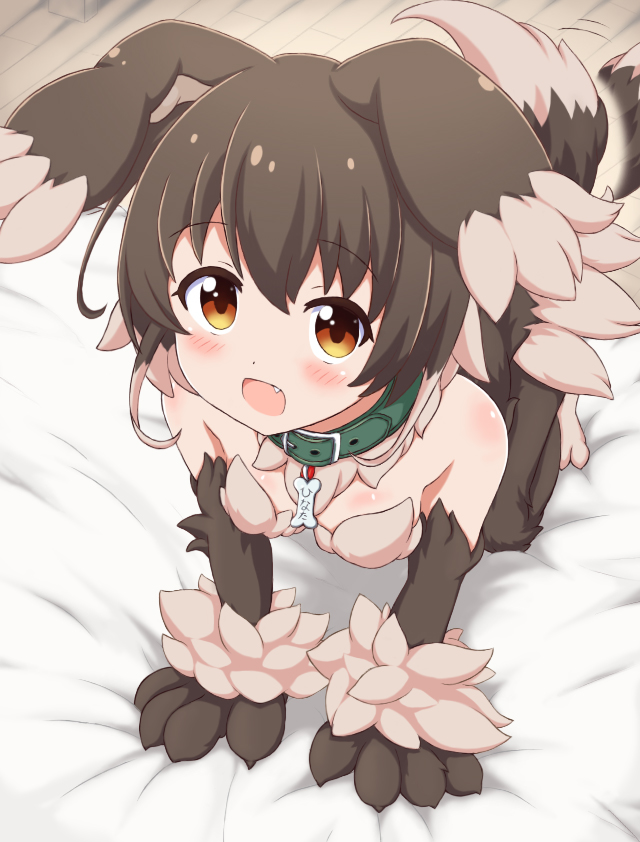 :d all_fours animal_ears battle_girl_high_school bed_sheet blush brown_eyes collar commentary dog_ears dog_tail eyebrows_visible_through_hair fang fur kobold_(monster_girl_encyclopedia) lee_xianshang looking_at_viewer minami_hinata monster_girl monster_girl_encyclopedia monsterification open_mouth short_hair smile solo tail wooden_floor