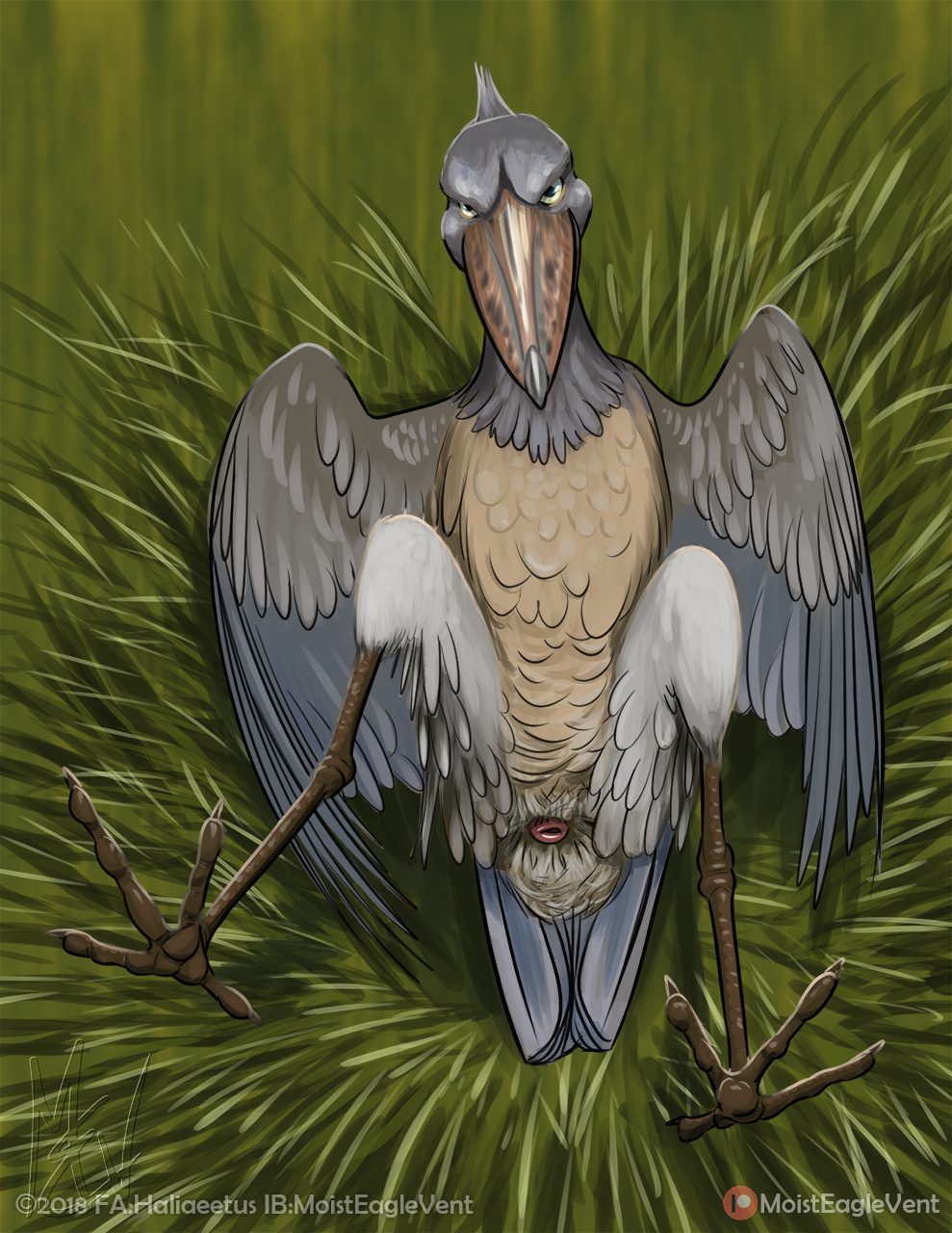 animal_genitalia avian beak bird cloaca feathered_wings feathers feral front_view male moisteaglevent presenting shoebill wings