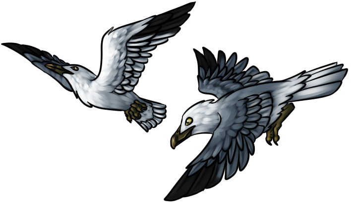 2012 amocin avian beak bird digital_media_(artwork) feathers feral seagull simple_background white_background white_feathers