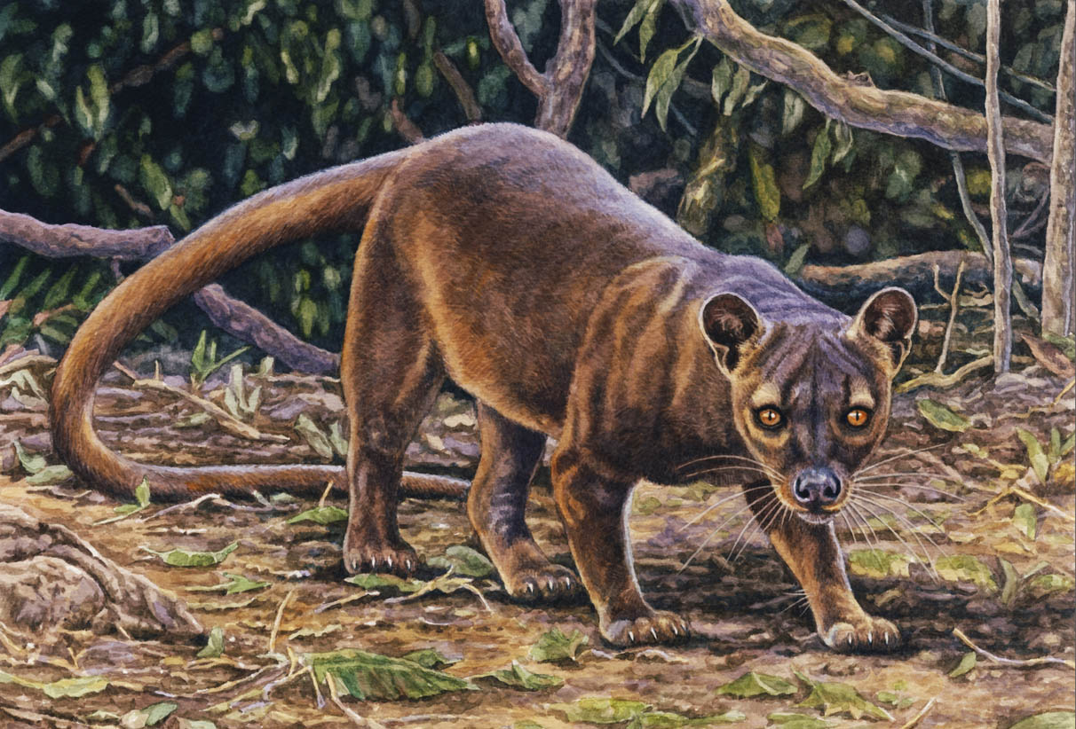 2015 4_toes ambiguous_gender black_nose branch brown_fur brown_tail claws detailed detailed_background euplerid feral fossa front_view full-length_portrait fur jungle leaf lighting long_tail looking_at_viewer mammal nature orange_eyes outside photorealism portrait quadruped rock shadow slit_pupils snout solo standing toe_claws toes traditional_media_(artwork) watercolor_(artwork) whiskers white_claws willemsvdmerwe