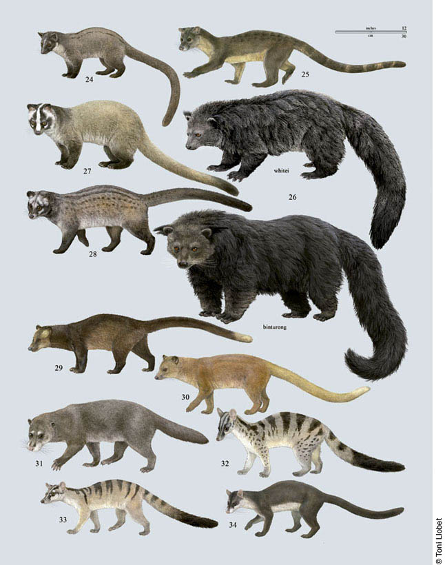 2009 5_toes ambiguous_gender asian_palm_civet banded_palm_civet beady_eyes binturong black_fur black_nose black_spots black_stripes black_tail blacl_markings brown_fur brown_nose brown_spots brown_stripes brown_tail civet claws countershade_face countershade_torso countershading digitigrade dipstick_tail ear_tuft english_text eye_markings facial_markings feral fluffy fluffy_tail full-length_portrait fur genet grey_background grey_fur group handbook_of_the_mammals_of_the_world linsang long_snout long_tail lynx_edicions mammal markings masked_palm_civet multicolored_fur multicolored_tail orange_eyes orange_fur orange_tail owston's_palm_civet palm_civet photorealism pink_nose portrait quadruped raised_leg side_view simple_background size_chart size_difference small-toothed_palm_civet snout species_name spots spotted_fur standing striped_fur striped_tail stripes tagme tan_countershading tan_fur tan_tail text toe_claws toes toni_llobet tuft two_tone_fur two_tone_tail viverrid walking whiskers white_countershading white_fur white_tail