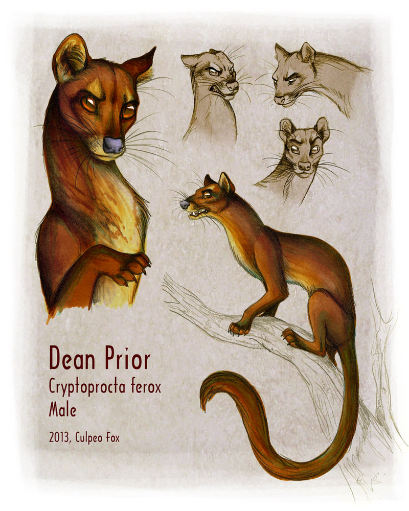 2013 4_toes ambiguous_gender angry better_version_at_source black_claws black_nose border branch brown_fur bust_portrait character_name claws countershade_torso countershading culpeofox ears_back english_text euplerid expression_sheet fangs feral fossa front_view frown full-length_portrait fur grey_background half-closed_eyes headshot_portrait latin_text looking_aside looking_away mammal mixed_media model_sheet monochrome multicolored_fur multiple_poses on_branch open_mouth orange_eyes outside_border portrait pose quadruped raised_eyebrow scientific_name sepia side_view simple_background slit_pupils snarling snout solo species_name tan_countershading tan_fur text toe_claws toes traditional_media_(artwork) tree two_tone_fur whiskers white_border