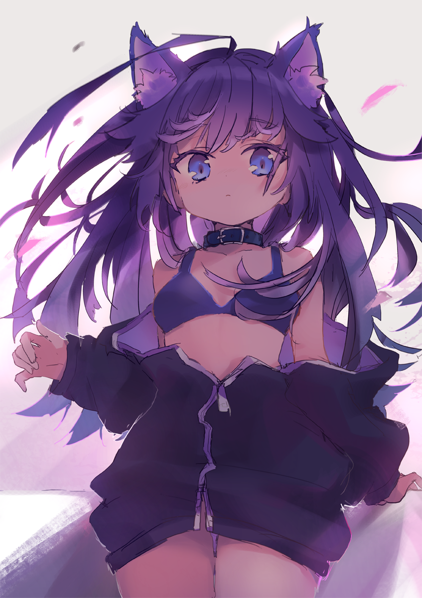ahoge animal_ear_fluff animal_ears arm_support bangs bare_shoulders black_jacket blue_bra blue_eyes blush bra breasts cat_ears closed_mouth collarbone eyebrows_visible_through_hair highres jacket long_hair long_sleeves off_shoulder original puffy_long_sleeves puffy_sleeves purple_hair sha2mo small_breasts solo underwear very_long_hair