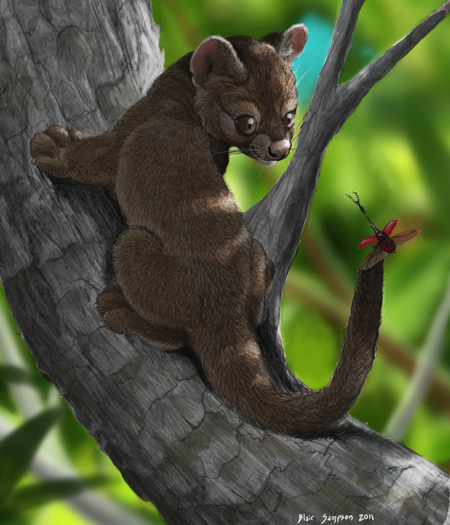 2011 3_toes antennae arthropod beetle black_exoskeleton blurred_background branch brown_eyes brown_fur brown_nose brown_tail claws climbing cub curious cute digital_media_(artwork) digital_painting_(artwork) duo euplerid exoskeleton feral fossa fur giraffe_weevil in_tree insect insect_wings lighting long_neck long_tail looking_at_another looking_back mammal muzzle_scabs nature on_branch on_top on_top_of outside psithyrus quadruped red_exoskeleton shadow signature size_difference smile snout spread_wings standing sunlight toe_claws toes translucent translucent_wings tree two_tone_exoskeleton weevil whiskers wings young
