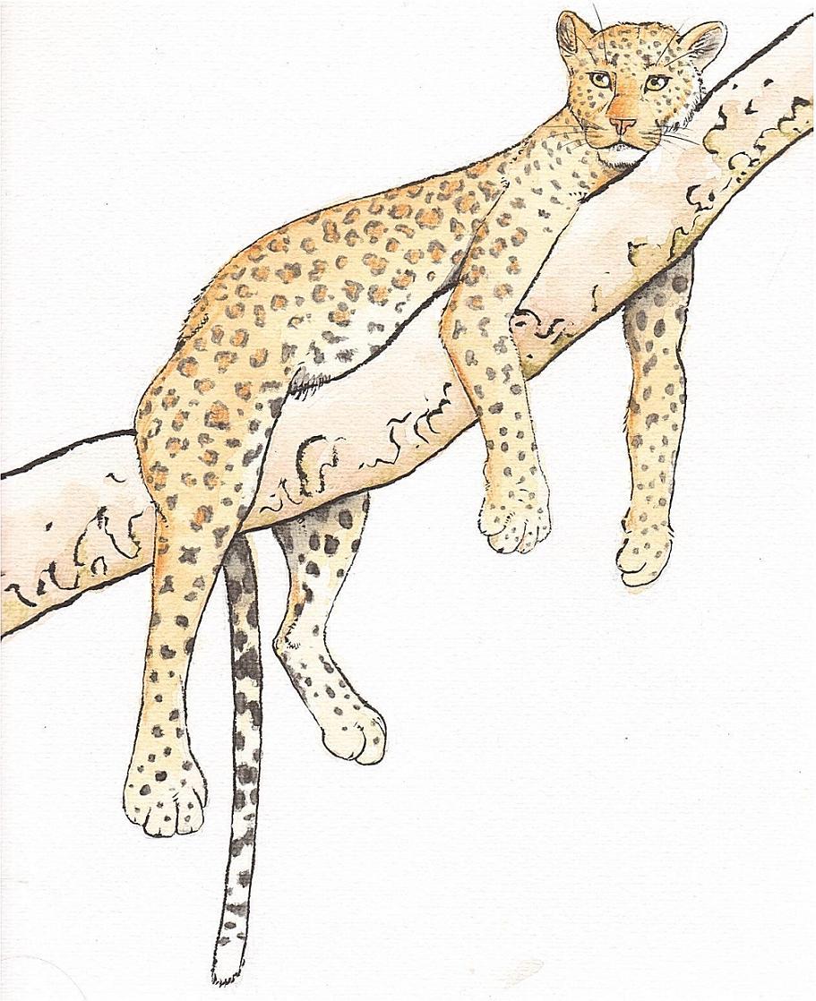 0laffson 2013 ambiguous_gender feline fur leopard mammal paws simple_background spots spotted_fur traditional_media_(artwork) white_background yellow_fur