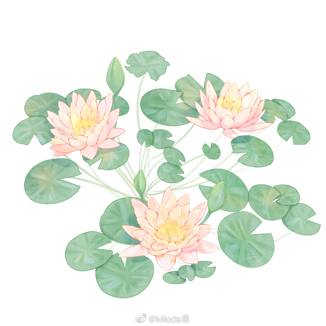 commentary_request flower flower_focus lily_pad mioda_xi no_humans original pink_flower pinyin_commentary simple_background water_lily_flower watermark weibo_logo weibo_username white_background