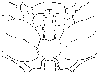 abs anal anal_penetration animated anus balls big_balls big_penis butt circumcised dirty-canvas huge_balls huge_muscles huge_penis humanoid_penis line_art loop male male/male muscular muscular_male no_sound nude penetration penis quads serratus sex vein veiny_penis