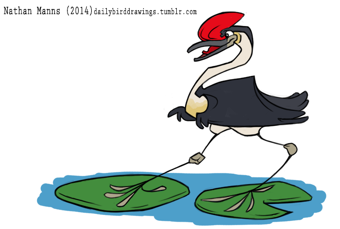 2014 4_toes ambiguous_gender anisodactyl avian beak biped bird black_beak black_eyes black_feathers black_tail black_wings comb-crested_jacana countershade_torso countershading crest digital_drawing_(artwork) digital_media_(artwork) feathered_wings feathers feral floating folded_wings full-length_portrait grey_beak jacana jamminbison lily_pad long_neck multicolored_feathers open_beak open_mouth open_smile plant portrait red_skin red_tongue shorebird simple_background smile solo standing tail_feathers tan_feathers toes toony two_tone_beak water wattle white_background white_countershading white_feathers winged_arms wings