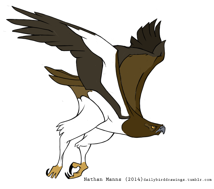 2014 4_toes ambiguous_gender anisodactyl avian beak biped bird black_claws brown_feathers brown_tail brown_wings claws countershade_torso countershade_wings countershading digital_drawing_(artwork) digital_media_(artwork) eagle feathered_wings feathers feral flying frown full-length_portrait grey_beak jamminbison martial_eagle multicolored_feathers portrait side_view simple_background solo spread_arms spread_wings suspended_in_midair tail_feathers talons toe_claws toes toony two_tone_feathers two_tone_wings white_background white_countershading white_feathers white_wings winged_arms wings yellow_eyes