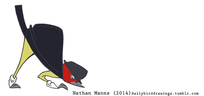 2014 2_toes ankle_band ass_up avian beak bent_over biped bird bird_feet cape clothed clothed_feral clothing digital_drawing_(artwork) digital_media_(artwork) feral focused full-length_portrait grey_beak hat jamminbison male manakin moonwalk portrait red-capped_manakin red_body side_view simple_background solo toes toony two_tone_body white_background yellow_body