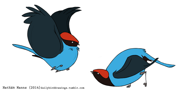 2014 2_toes avian beak bent_over biped bird black_eyes black_feathers black_tail black_wings blue_feathers blue_manakin blue_tail digital_drawing_(artwork) digital_media_(artwork) duo eye_contact feathered_wings feathers featureless_crotch feral flying folded_wings full-length_portrait grey_beak jamminbison looking_at_another looking_down looking_up male manakin multicolored_feathers portrait raised_arm red_feathers sanding side_view simple_background standing suspended_in_midair tail_feathers toes toony two_tone_tail white_background winged_arms wings