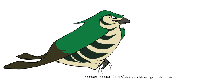2015 avian beak biped bird black_beak black_eyes black_feathers black_stripes branch brown_feathers brown_wings countershade_face countershade_torso countershading cuckoo digital_drawing_(artwork) digital_media_(artwork) feathered_wings feathers feral folded_wings full-length_portrait green_feathers green_wings jamminbison looking_down male multicolored_feathers on_branch portrait prehensile_feet shining_bronze_cuckoo side_view simple_background smile smirk smug solo striped_feathers stripes tail_feathers tan_countershading tan_feathers toony two_tone_wings url white_background winged_arms wings