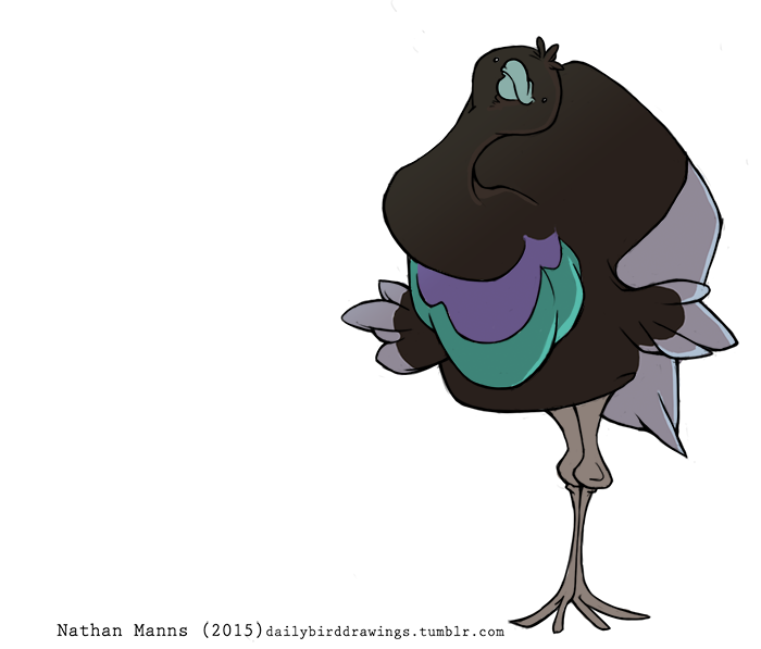 2015 2_toes ambiguous_gender avian beady_eyes beak big_tail biped bird bird_feet black_eyes black_feathers black_tail black_wings blue_beak digital_drawing_(artwork) digital_media_(artwork) feather_tuft feathered_wings feathers feral front_view full-length_portrait green_feathers grey-winged_trumpeter grey_feathers grey_tail grey_wings head_tilt head_tuft jamminbison long_legs long_neck looking_at_viewer multicolored_feathers neck_tuft portrait purple_feathers shadow simple_background small_wings smile solo standing tail_feathers toes toony trumpeter_(bird) tuft two_tone_tail two_tone_wings url white_background winged_arms wings