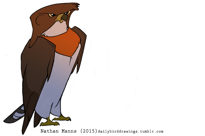 2015 2_toes ambiguous_gender avian beak biped bird black_beak black_feathers black_tail brown_feathers brown_wings claws countershade_torso countershading digital_drawing_(artwork) digital_media_(artwork) dipstick_beak feathered_wings feathers featureless_crotch feral folded_wings full-length_portrait hawk jamminbison multicolored_feathers orange_feathers portrait shadow simple_background smile solo standing swainson's_hawk tail_feathers talons toe_claws toes toony two_tone_beak two_tone_tail url white_background white_claws white_countershading white_feathers white_tail winged_arms wings yellow_beak yellow_sclera