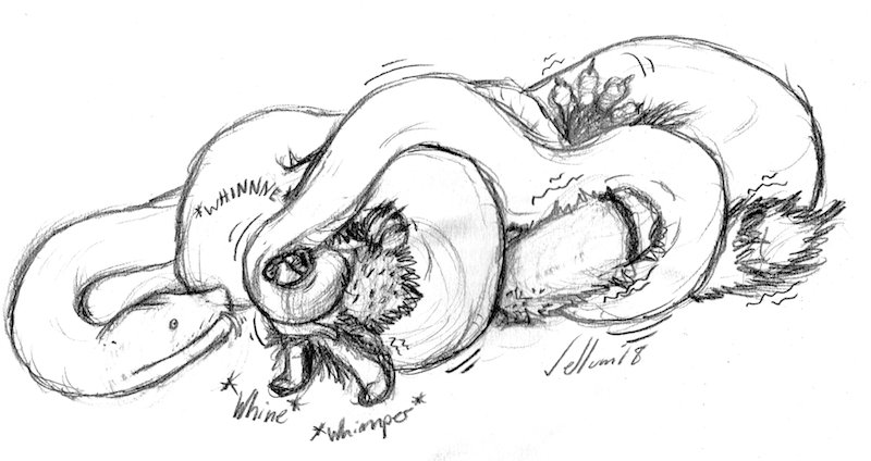 2018 4_toes ambiguous_gender anthro asphyxiation black_and_white canid canine canis choking claws coiling duo fennec feral fox graphite_(artwork) imminent_vore lying male mammal monochrome motion_lines on_back pencil_(artwork) reptile scalie signature simple_background snake struggling toe_claws toes tongue tongue_out traditional_media_(artwork) vellum vore white_background