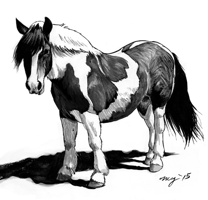 2015 balls black_and_white equid equine feral hooves horse looking_at_viewer male mammal mane megan_giles monochrome quadruped side_view signature simple_background solo traditional_media_(artwork) white_background