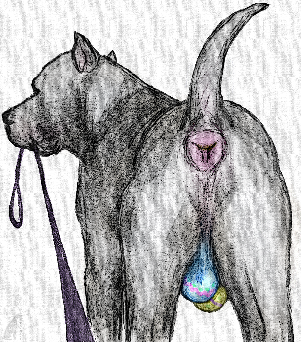 ambiguous_gender ambiguous_pov animal_genitalia anus balls butt canid canine canine_genitalia canis cropped_ears darkmare domestic_dog easter feral first_person_view genitals holidays leash leashed_pov looking_at_viewer looking_back male mammal monochrome pit_bull presenting presenting_anus presenting_hindquarters raised_tail saggy_balls sketch solo tail