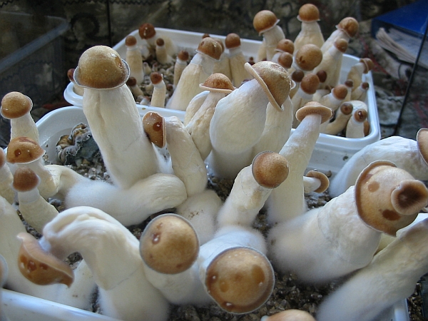 food fungus inanimate mushroom tagme