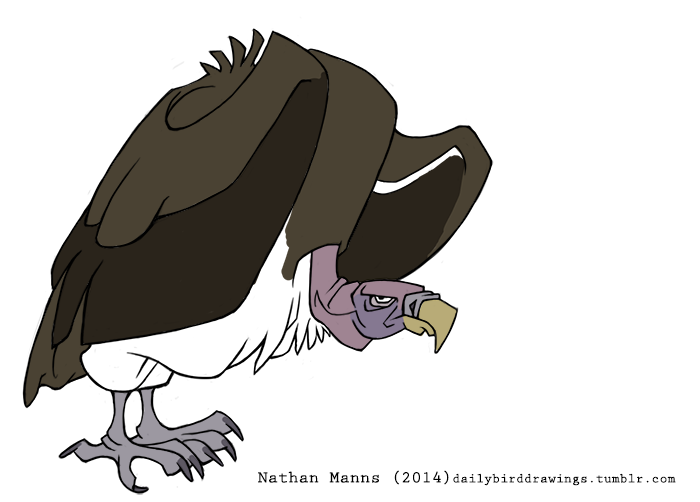 2014 4_talons 4_toes accipitrid accipitriform ambiguous_gender anisodactyl artist_name avian beak biped bird bird_feet black_talons black_text brown_body brown_feathers brown_tail brown_tail_feathers brown_wings cere_(anatomy) dark_body dark_feathers dark_tail dark_tail_feathers dark_talons dark_wings digital_drawing_(artwork) digital_media_(artwork) feathers feet feral flat_colors folded_wings frown grey_body grey_feet grey_skin grumpy hooked_beak jamminbison lappet-faced_vulture light_body light_feathers monotone_beak monotone_wings multicolored_body multicolored_feathers multicolored_skin old_world_vulture purple_body purple_skin solo standing talons text toes two_tone_body two_tone_feathers two_tone_skin url vulture white_body white_feathers wide_tail wings year yellow_beak