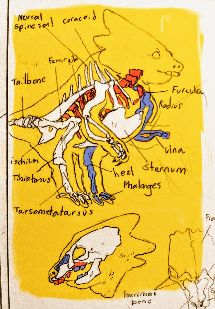 alphys ambiguous_gender anatomy anthro bone buckteeth diagram english_text eyewear glasses high-angle_view label lizard lostdayletter reptile scalie side_view skeleton skull solo spine standing teeth text undertale video_games x-ray