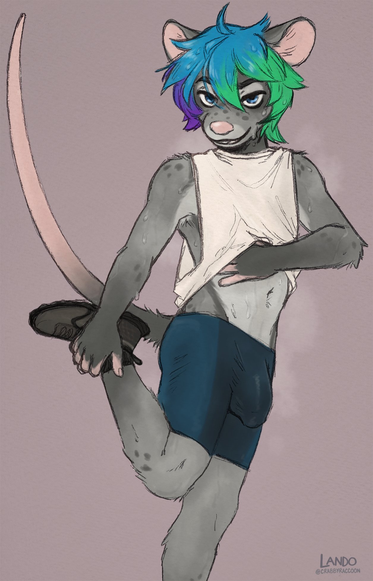 2021 after_exercise anthro ari_(caudamus) blue_hair bodily_fluids bottomwear bulge clothed clothing clothing_lift footwear fur green_hair grey_body grey_fur hair half-closed_eyes hi_res male mammal mouse multicolored_body multicolored_fur multicolored_hair murid murine narrowed_eyes purple_hair raised_leg rodent shirt shirt_lift shoes shorts sicklyhypnos sneakers solo spandex stretching sweat tight_clothing topwear two_tone_body two_tone_fur