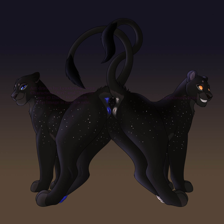 2022 anatomically_correct anatomically_correct_genitalia anatomically_correct_pussy anus black_body black_fur blue_eyes blue_pussy butt duo felid feline female female/female feral fur genitals hi_res lion looking_at_another looking_at_viewer lynxbrush mammal mwezi_(character) pantherine pawpads paws presenting presenting_hindquarters pussy raised_tail sibling simple_background siri_(character) sister sisters