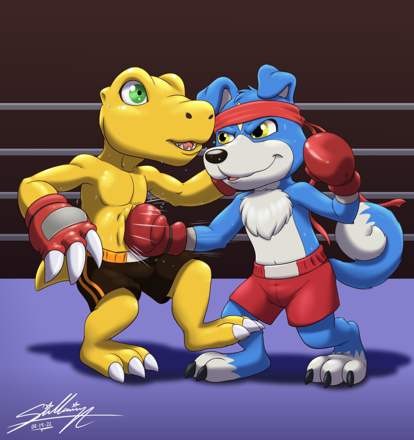 agumon bandai_namco bottomwear boxing clothing digimon digimon_(species) duo gaomon hi_res male punch sagadreams shorts sport