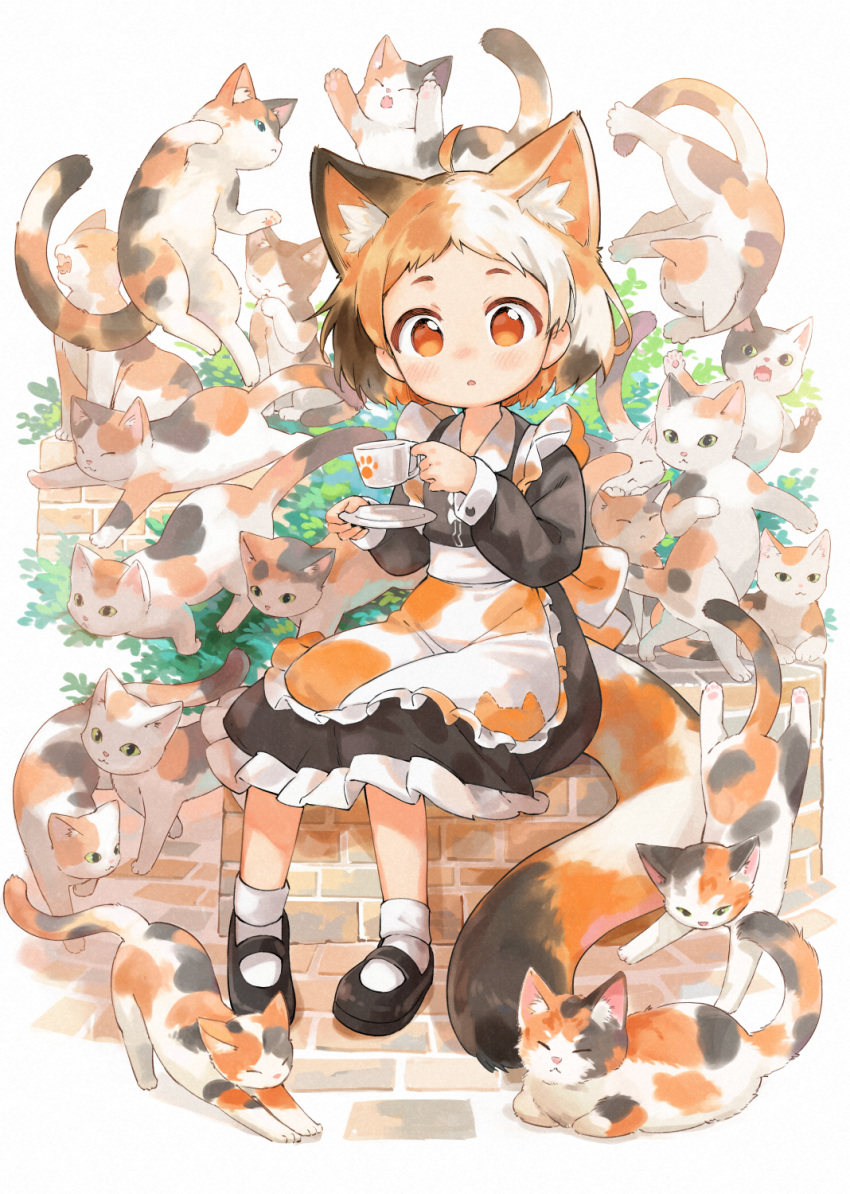 1girl :o ahoge animal_ear_fluff animal_ears apron black_cat black_dress black_footwear black_hair brick_wall bush calico cat cat_ears commentary cup dot_nose dress garun_wattanawessako highres holding holding_cup long_sleeves looking_at_viewer maid mary_janes multicolored_hair multiple_cats orange_apron orange_cat orange_eyes orange_hair original parted_lips saucer shoes sitting sitting_on_wall socks solo tail teacup white_apron white_cat white_hair white_legwear