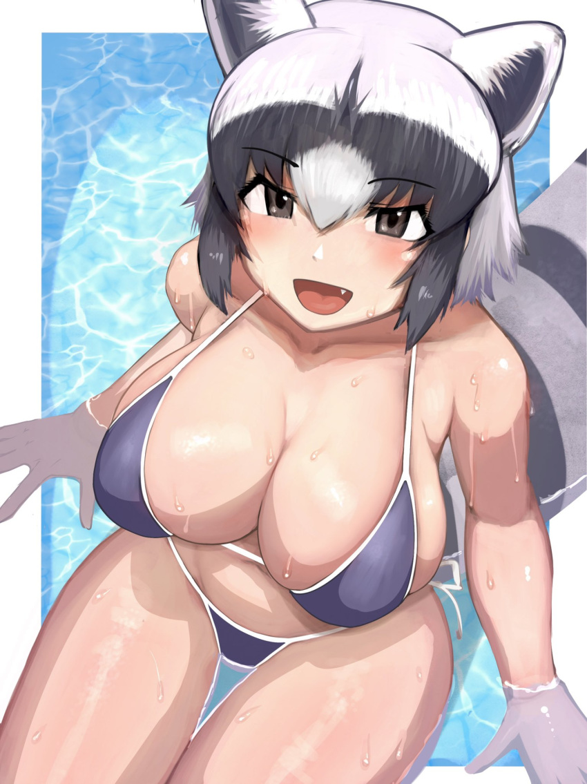 1girl alternate_breast_size animal_ears arms_at_sides bangs bikini black_eyes black_hair blush breasts collarbone common_raccoon_(kemono_friends) fang from_above grey_hair hair_between_eyes hand_rest highres implied_extra_ears kemono_friends large_breasts looking_at_viewer medium_hair multicolored_hair open_mouth raccoon_ears raccoon_girl raccoon_tail shibori_kasu shiny shiny_skin sidelocks sitting skindentation smile solo stomach swimsuit tail thigh_gap water wet white_hair