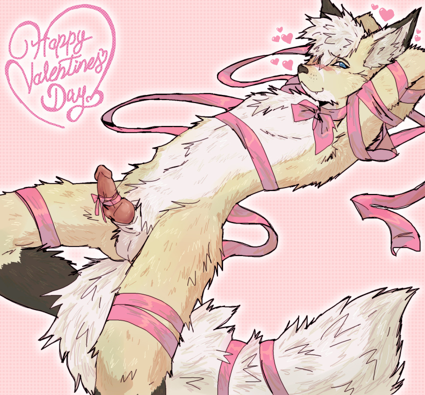 &lt;3 animal_genitalia animal_penis anthro balls bandage blush bow_ribbon canid canine canine_genitalia canine_penis erection fox fur genitals hair hi_res holidays knot looking_at_viewer male mammal nude penis presenting rexouium rexouium_hjortar sheath simple_background smile solo spreading tail valentine's_day wrapped