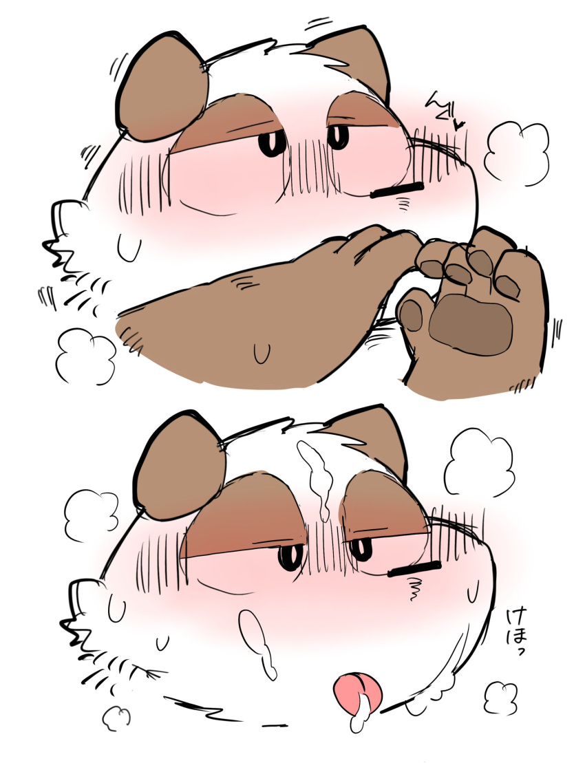 2022 5_fingers anthro black_nose blush bodily_fluids brown_body cum cum_on_face cum_on_tongue fingers gayousi7 genital_fluids giant_panda hi_res humanoid_hands japanese_text kemono mammal simple_background sweat text tongue ursid white_background white_body
