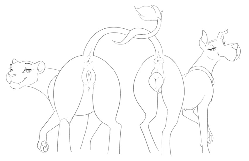 2022 absurd_res anatomically_correct anatomically_correct_anus anatomically_correct_genitalia anatomically_correct_pussy animal_genitalia animal_pussy anus bedroom_eyes butt canid canine canine_pussy canis digital_drawing_(artwork) digital_media_(artwork) disney domestic_dog duo entwined_tails eyebrows eyelashes felid feline feline_pussy felis female feral genitals great_dane halbean hanna-barbera hi_res lion looking_at_viewer looking_back looking_back_at_viewer mammal mastiff molosser monochrome nala narrowed_eyes one_leg_up pantherine plump_labia presenting presenting_anus presenting_hindquarters presenting_pussy pussy raised_leg raised_tail scooby-dee scooby-doo_(series) seductive simple_background sketch tail_coil the_lion_king white_background