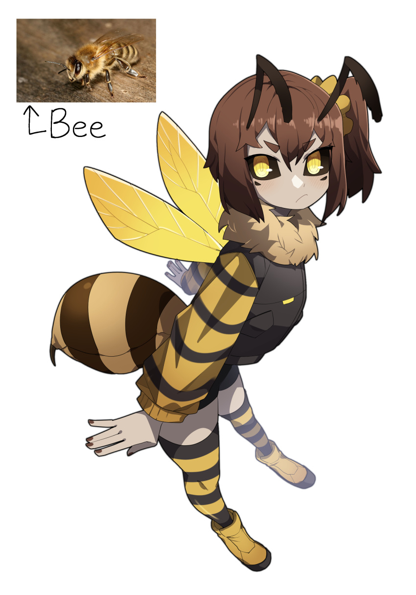 1girl absurdres antennae arthropod_girl bee_girl black_sclera black_thighhighs brown_hair brown_nails closed_mouth colored_sclera dark-skinned_female dark_skin full_body fur-trimmed_jacket fur_collar fur_trim gomulgong hair_between_eyes highres insect_wings jacket long_sleeves looking_at_viewer monster_girl original personification photo_inset reference_inset ringed_eyes short_eyebrows short_hair side_ponytail simple_background solo standing stinger striped striped_sleeves striped_thighhighs thighhighs white_background white_jacket wings yellow_eyes yellow_footwear yellow_jacket yellow_thighhighs