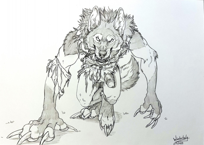 2022 anthro canid canine canis claws clothing fangs genitals humanoid_genitalia humanoid_penis looking_at_viewer male mammal monochrome penis solo torn_clothing were werecanid werecanine werewolf winterbalg wolf