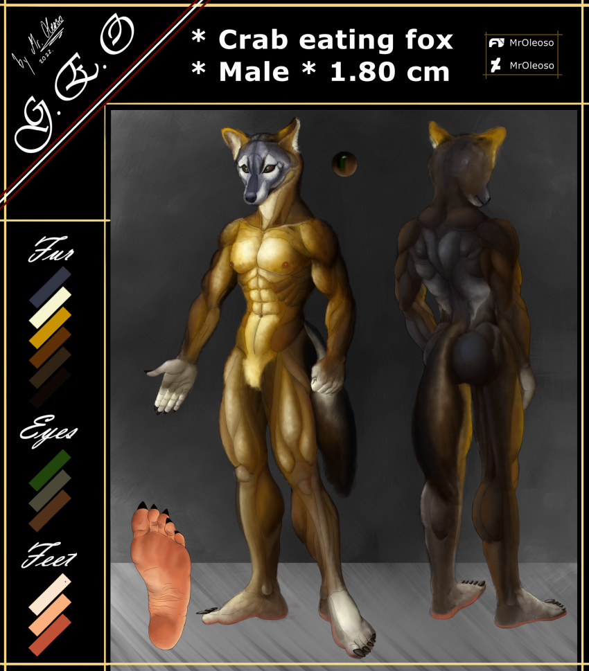 5_fingers 5_toes abs absurd_res animal_humanoid anthro barefoot biceps butt canid canine claws countershade_feet countershade_torso countershading crab-eating_fox dark_body dark_fur digital_media_(artwork) feet fingers foot_focus forearms fox fur geo hair hi_res highlights_(coloring) humanoid humanoid_feet male mammal model_sheet mroleoso multicolored_body multicolored_fur muscular muscular_anthro muscular_male nails nipples nude paws pecs pink_soles plantigrade pose quads rear_view simple_background soles solo text toe_claws toes white_body white_fur yellow_body yellow_fur