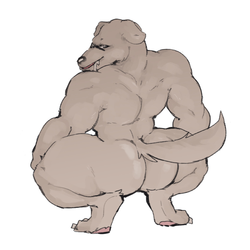 2022 anthro bent_legs bodily_fluids butt canid canine canis claws crouching digital_media_(artwork) domestic_dog drooling ears_down fur grey_body grey_fur looking_back male mammal muscular open_mouth pawpads pivoted_ears raised_tail saliva shaded slobbermutt solo tanuki_mixed_nuts