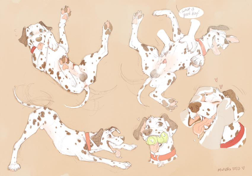 animal_genitalia animal_penis ball_in_mouth balls belly_rub canid canine canine_penis canis collar colored_sketch dalmatian domestic_dog english_text feral genitals good_boy head_pat male mammal matuska penis penis_tip sheath sketch solo tail_motion tailwag text