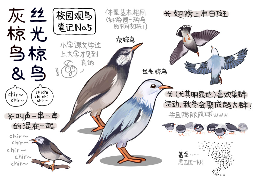 ! animal animal_focus bird black_eyes chinese_commentary chinese_text closed_mouth commentary_request flock flying from_above from_below from_side full_body garlica highres multiple_views music no_humans original simple_background singing starling translation_request white_background