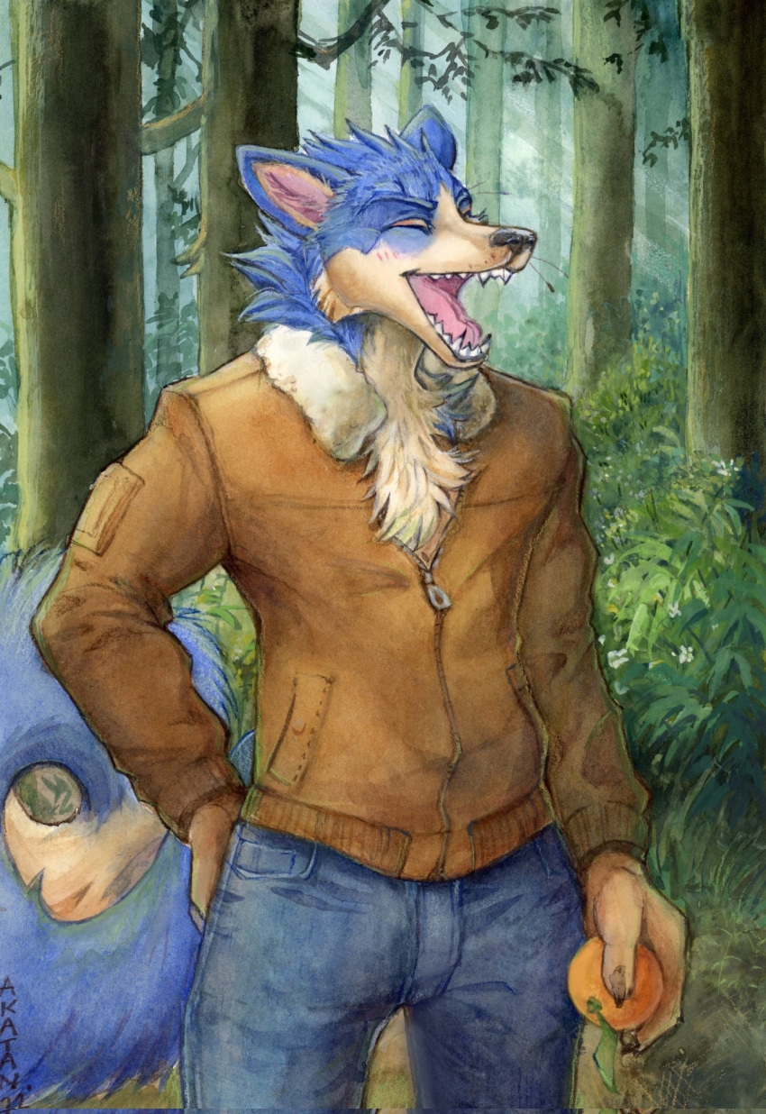 akatan_art animal_crossing anthro black_nose blue_body blue_fur blush brown_clothing brown_jacket brown_topwear canid cheek_tuft chest_tuft clothed clothing eyes_closed facial_tuft fangs food forest front_view fruit fur head_tuft hi_res holding_food holding_object jacket male mammal neck_tuft nintendo open_mouth orange_(fruit) outside pink_tongue plant portrait shrub signature solo standing tan_body tan_fur three-quarter_portrait tongue topwear traditional_media_(artwork) tree tuft video_games wolfgang_(animal_crossing)