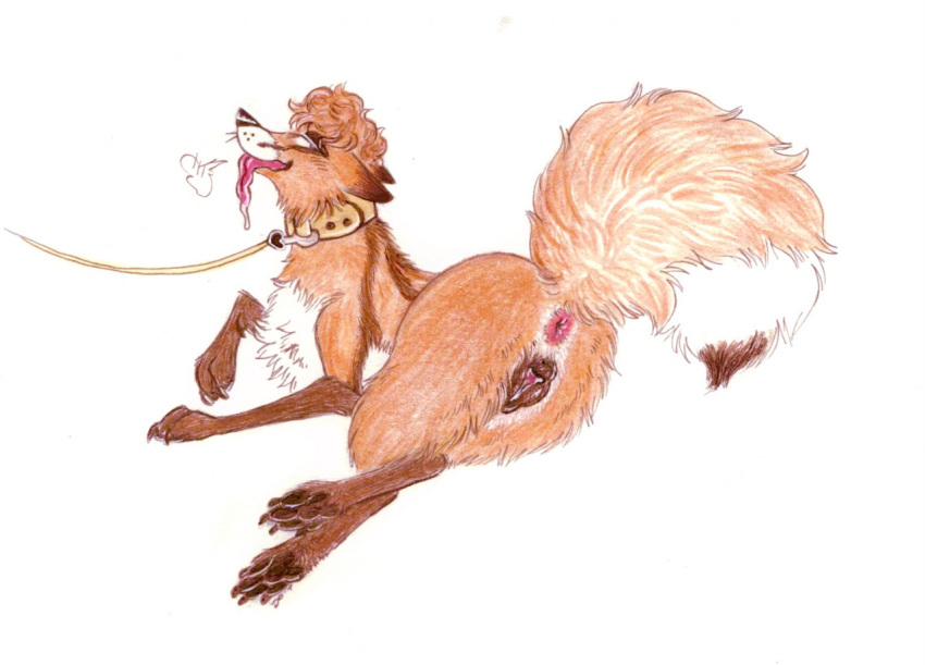 animal_genitalia animal_pussy anus canid canine canine_pussy collar female feral fox genitals kaimstain leash mammal nonbinary_(lore) pussy solo tongue tongue_out traditional_media_(artwork) yeendream