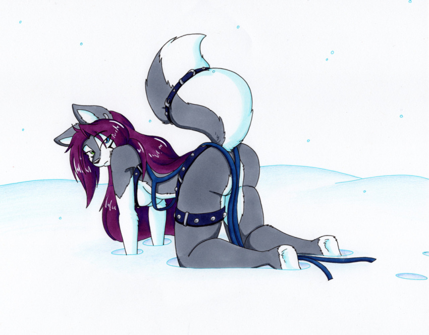 2022 all_fours anthro bedroom_eyes belt breasts butt canid canine canis clothed clothing female fur hair harness heterochromia in_snow looking_at_viewer looking_back looking_back_at_viewer mammal mostly_nude multicolored_body multicolored_fur narrowed_eyes outside purple_hair seductive skimpy sled_harness smile smiling_at_viewer snow solo tierafoxglove traditional_media_(artwork) two_tone_body two_tone_fur under_boob wolf yuina