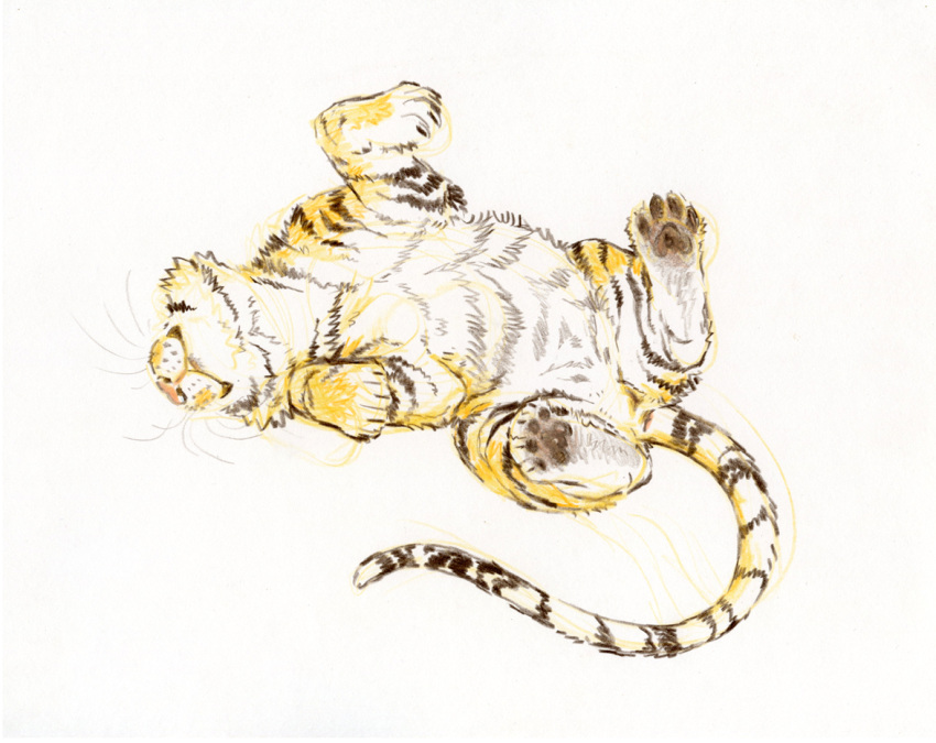 animal_genitalia animal_pussy anus colored_pencil_(artwork) felid feline_pussy female feral genitals lying mammal matuska on_back pantherine pussy solo tiger traditional_media_(artwork)