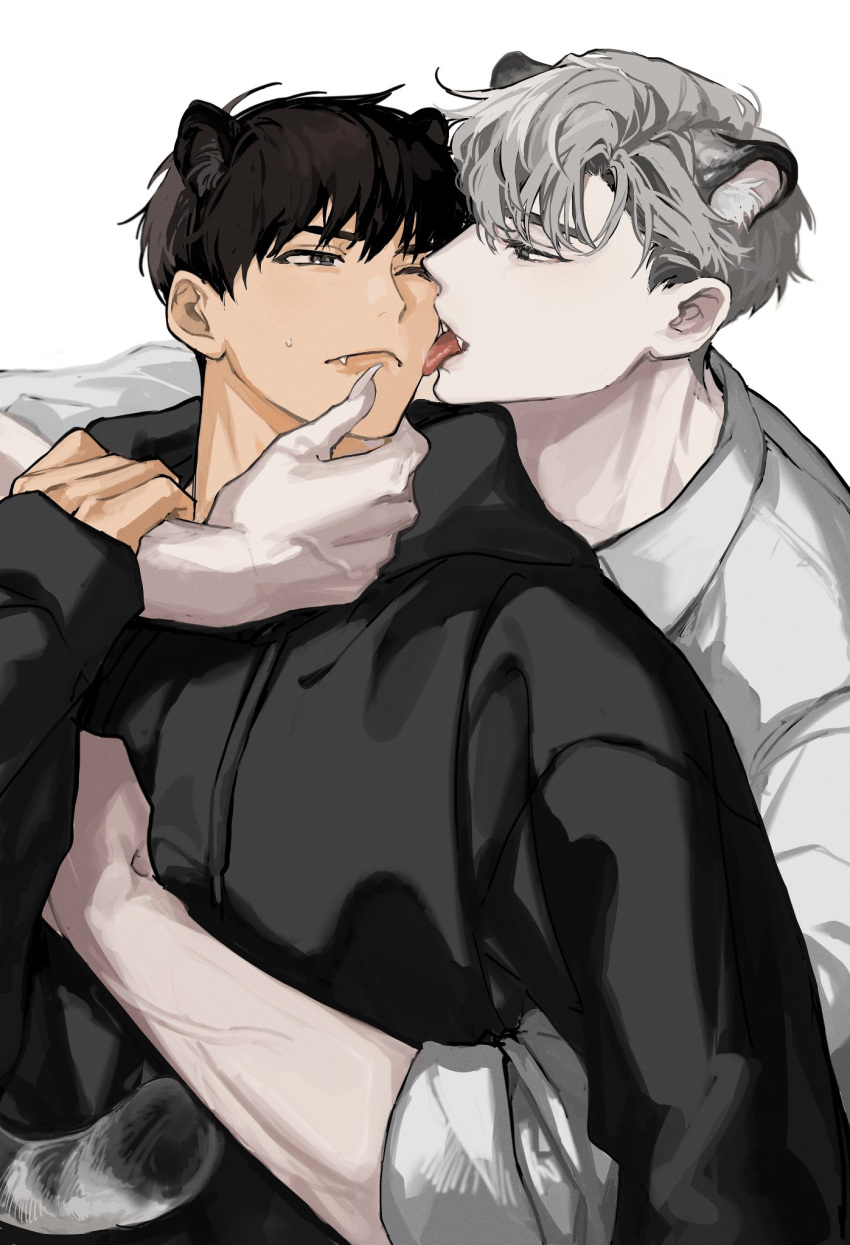 2boys animal_ears black_hair black_hoodie cat_ears cat_tail collared_shirt fang fang_out highres hood hoodie ilay_riegrow jeong_taeui licking licking_another's_cheek licking_another's_face looking_at_another male_focus multiple_boys nnn_0x0 passion_(manhwa) sharp_teeth shirt short_hair simple_background sweatdrop tail teeth veins white_background white_hair white_shirt yaoi
