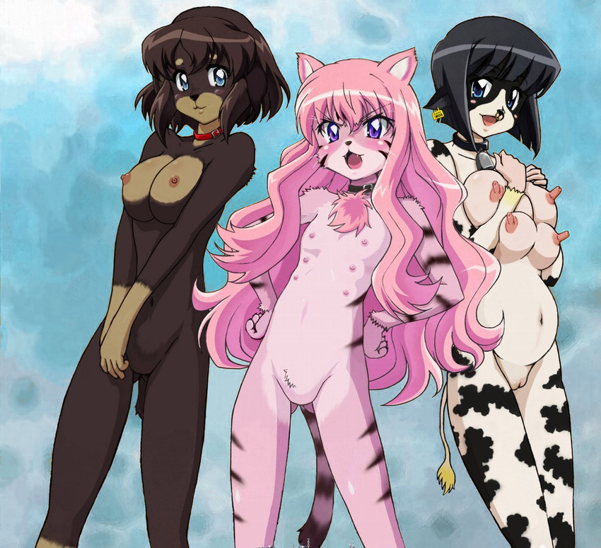 :d angry animal_ears animal_print ass_visible_through_thighs bangs bell bell_collar black_hair blue_background blue_eyes blush blush_stickers breast_hold breast_squeeze breasts buckle cat_ears cat_tail collar cow_bell cow_ears cow_girl cow_print cow_tail dog_collar dog_ears dog_tail ear_piercing ear_tag extra_breasts extra_nipples facial_mark fangs flat_chest forehead_mark fujii_masahiro fur furry hands_on_hips hands_together henrietta_de_tristain huge_nipples large_breasts legs_apart light_smile long_hair looking_at_viewer louise_francoise_le_blanc_de_la_valliere multiple_girls navel nipples no_pussy nose_piercing nose_ring nude open_mouth piercing pink_hair pregnant purple_eyes pussy short_eyebrows short_hair sidelocks siesta smile standing tail third-party_edit tiger_stripes transformation uncensored v_arms very_long_hair zero_no_tsukaima